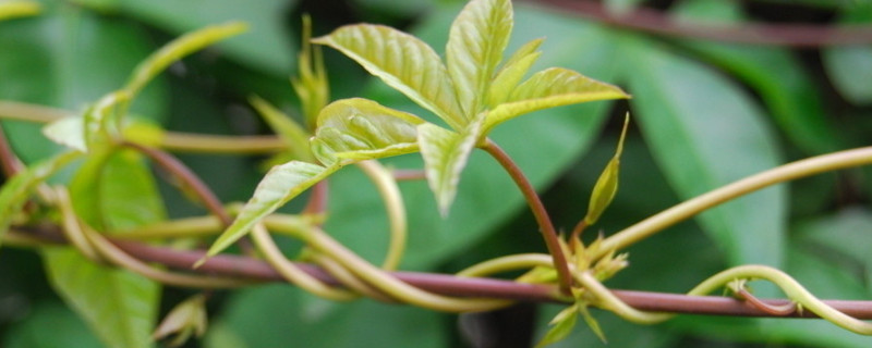 植物生长需要量最多的无机盐是什么（植物生长需要量最多的三种无机盐是含什么的无机盐）