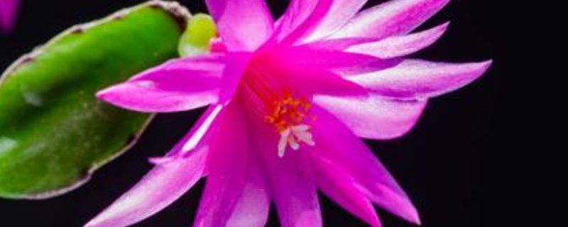 假昙花夏天叶子干瘪 假昙花的叶子都蔫了怎么办呢