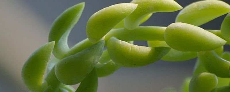 翡翠景天多肉怎么繁殖 景天科多肉怎样繁殖