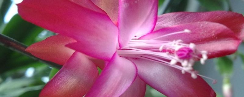 假昙花夏天怎么养护 假昙花冬季怎么养