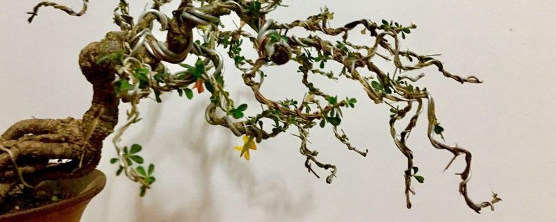 金雀为什么是盆景四大家之首（金雀花盆景）