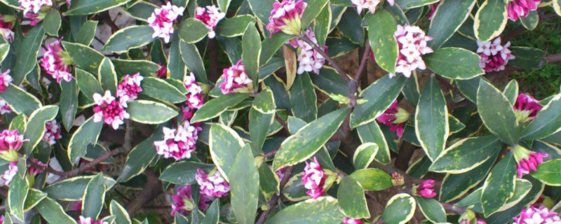瑞香花对人有什么危害 瑞香花有毒么
