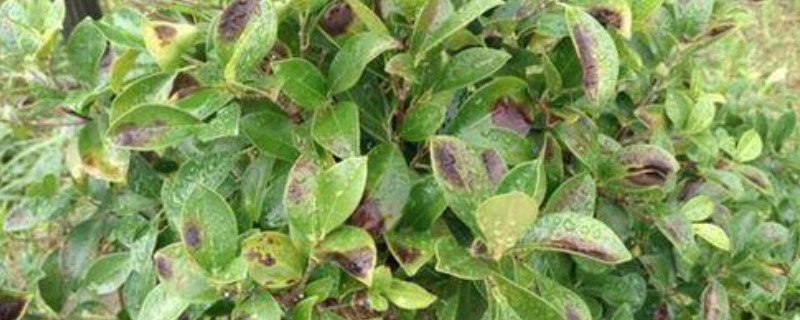 植物叶子冻伤了怎么办 植物叶子冻伤了怎么办呢