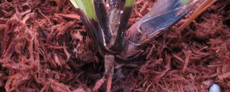 茎能支撑植物的身体还能干什么 植物的茎有支撑作用吗