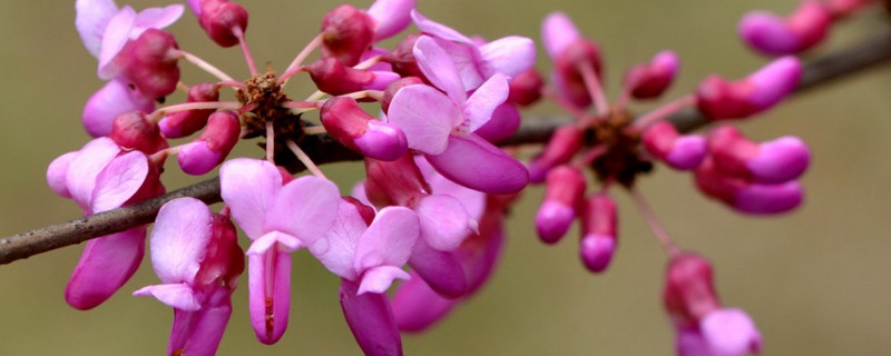 香港花是什么花（香港花是什么花名）