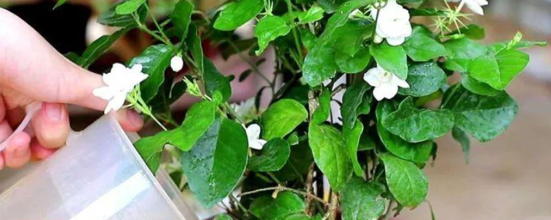 淘米水直接浇花了怎么补救（淘米水是直接浇花还是处理后再浇花）