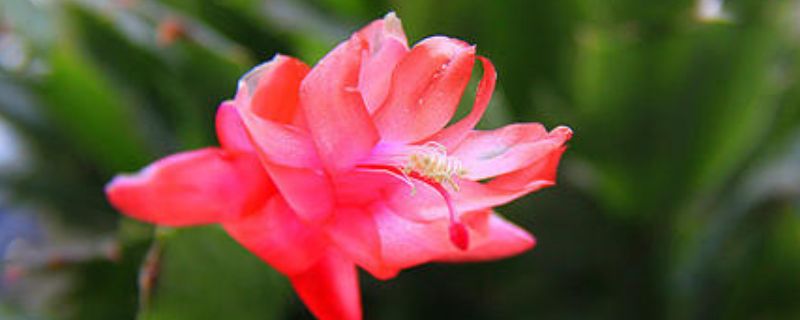 假昙花怎么水培 假昙花怎么浇水