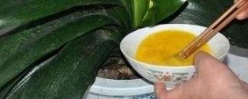 橘子皮浇花的正确方法 橘子皮浇花的正确方法图片