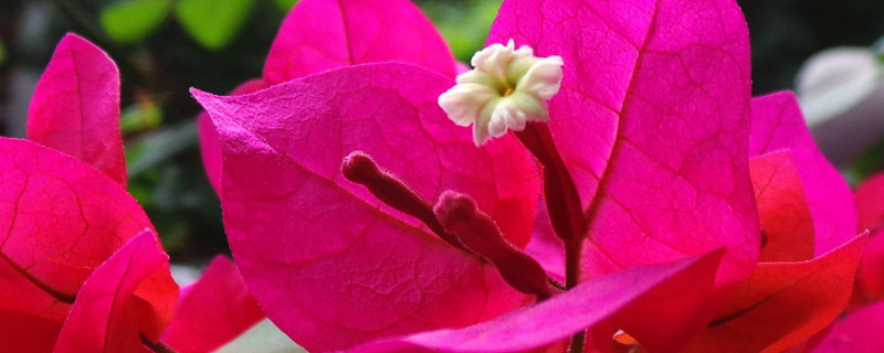 光叶子花怎么浇水 光叶子花几天浇一次水
