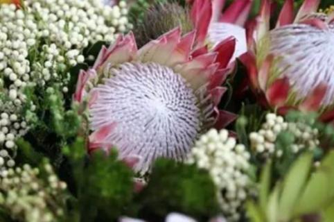 帝王花怎么种