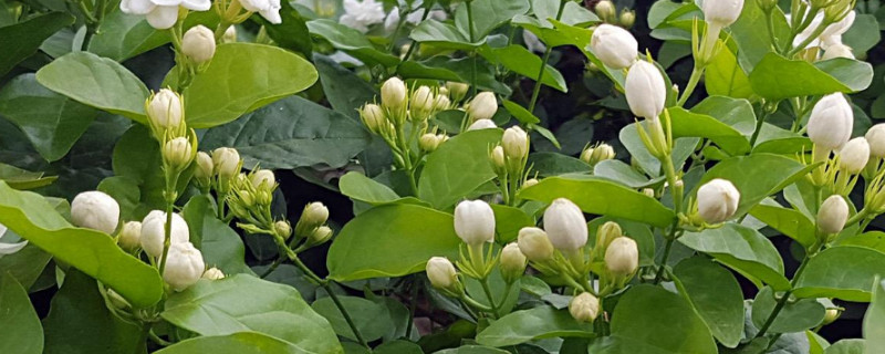 白色的花有哪些及花名 白色的花有哪些及花名的名字