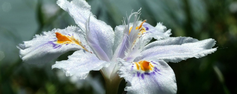 花叶黄了怎么办小窍门（花叶黄了怎么办小窍门视频）