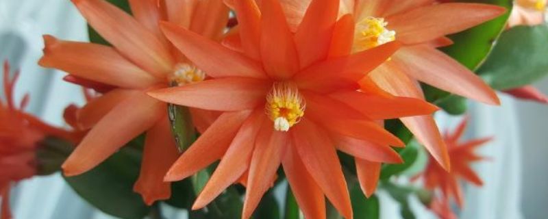 假昙花夏天可换盆吗（假昙花夏天可换盆吗）