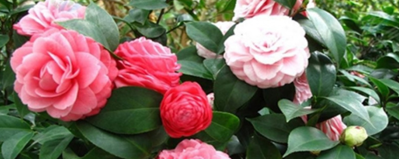 十八学士茶花养殖方法和注意事项（茶花养殖方法与技巧）