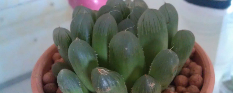 姬玉露怎么养才肥胖（姬寿玉露怎么养）