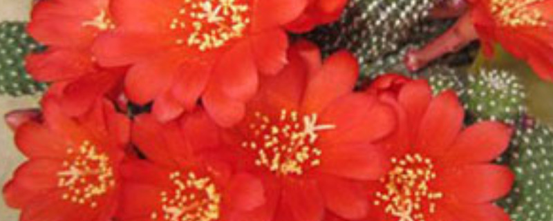 子孙球什么时候开花（子孙球开花图片大全）