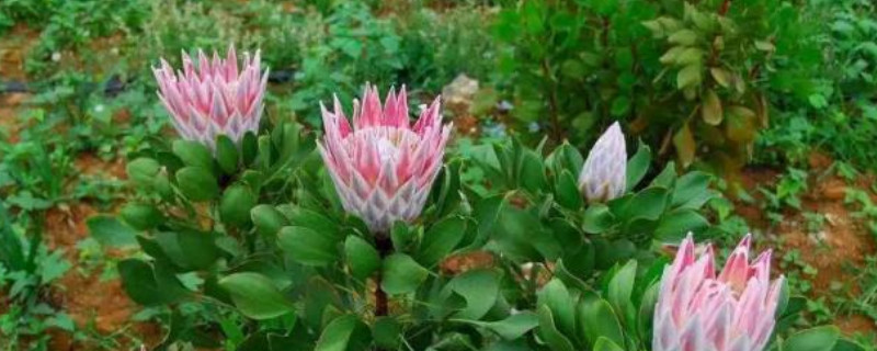 帝王花怎么养护（帝王花怎么养护和管理）