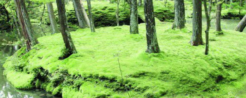 藻类,苔藓,蕨类植物的主要特征（藻类,苔藓,蕨类植物的主要特征表格）