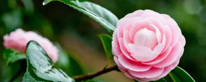 家里没有多菌灵怎么给花消毒（养花没有多菌灵怎么办）