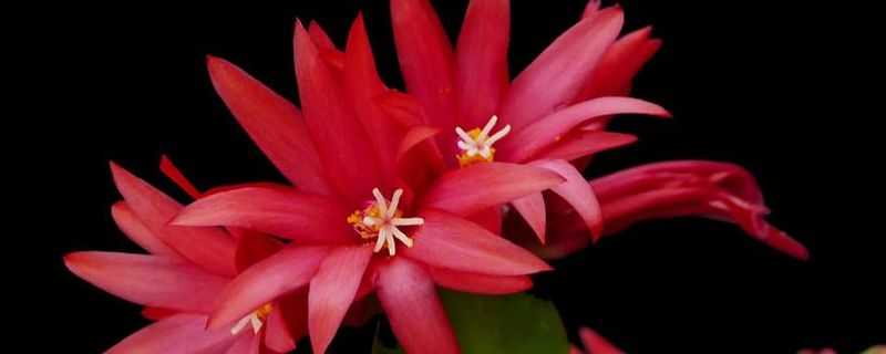 假昙花的叶子都蔫了怎么办呢 昙花老叶子萎蔫