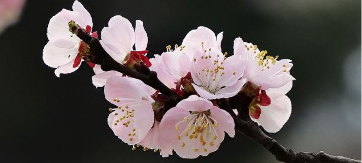 植物具有什么结构 植物具有什么结构和功能