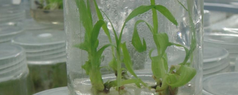 植物组织培养的过程 植物组织培养的过程简图