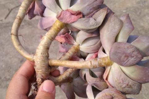高砂之翁怎么爆侧芽