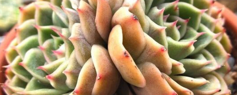 多肉昂斯诺养护方法（多肉昂斯诺养护方法视频）