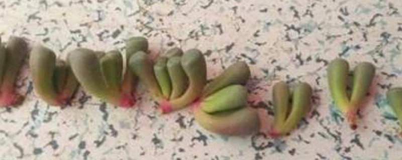五十铃玉怎么分株 五十铃玉种植方法