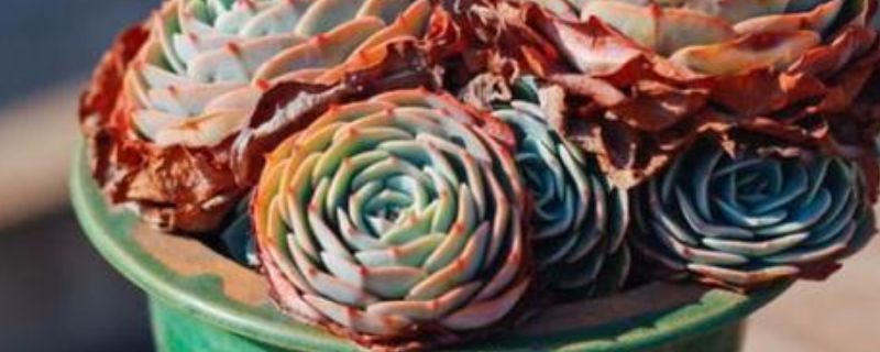玉蝶的花语和寓意 玉蝶的花语和寓意和象征