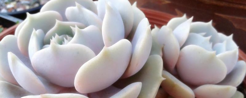 露娜莲怎么养成多头（露娜莲徒长怎么办）