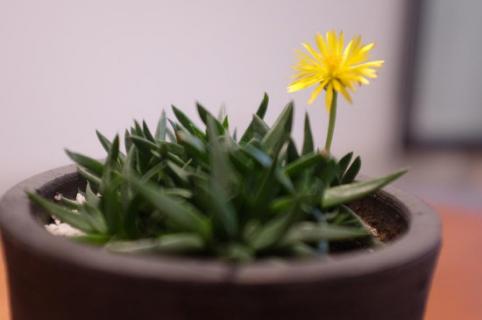 黄花照波怎么换盆