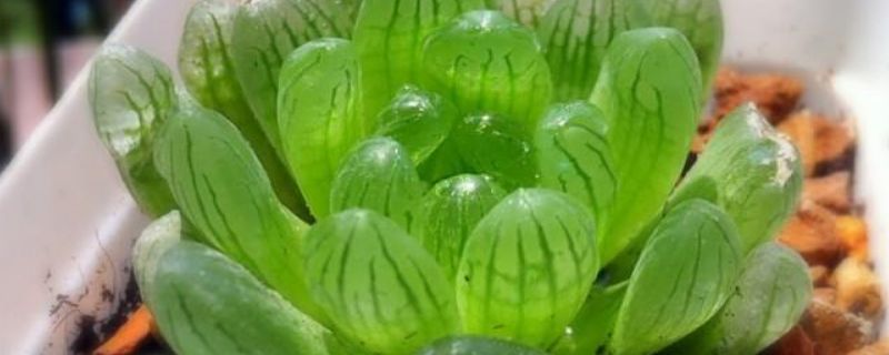 草玉露怎么养才肥胖（玉露怎样才能养得胖胖的）