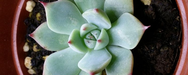 吉娃莲怎么浇水（吉娃莲怎么浇水养护）