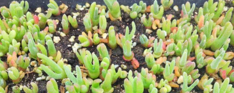 碧光环夏天怎么养（碧光环种植方法）