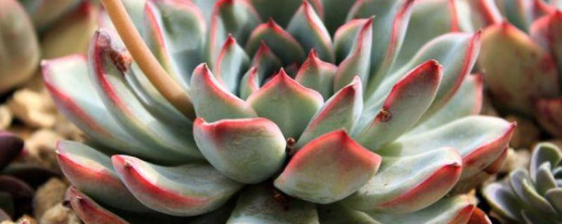 吉娃莲的花语和寓意 吉娃莲的花语和寓意和象征