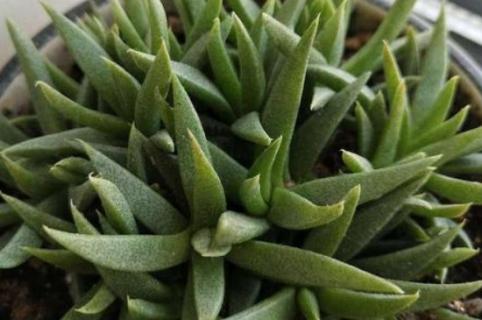黄花照波怎么不开花