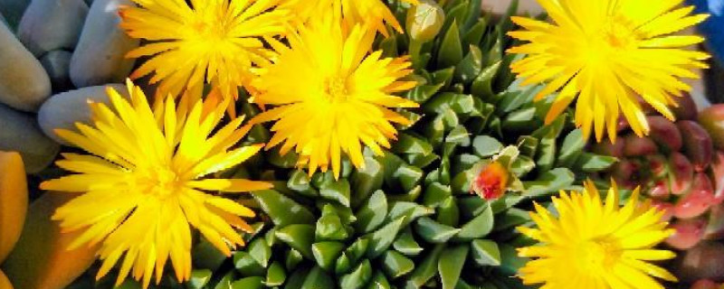 黄花照波怎样养能开花 黄花照波怎么不开花