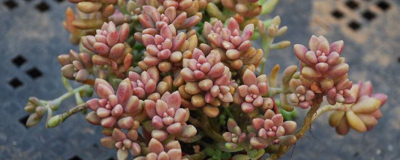 姬秋丽和秋丽的区别（姬秋丽与秋丽的区别）