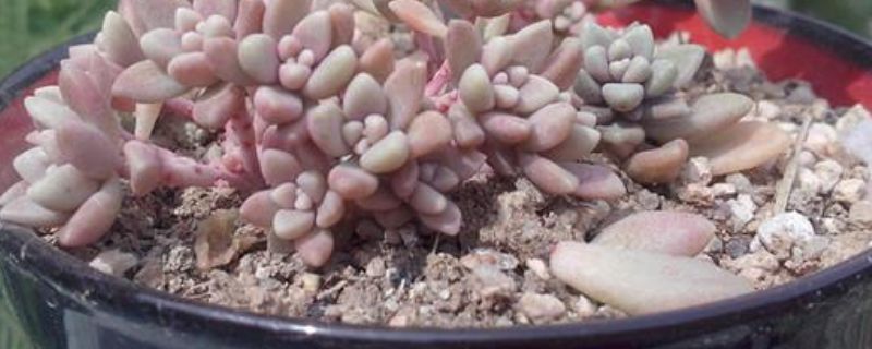 姬秋丽怎么换盆 姬秋丽换盆多久浇水