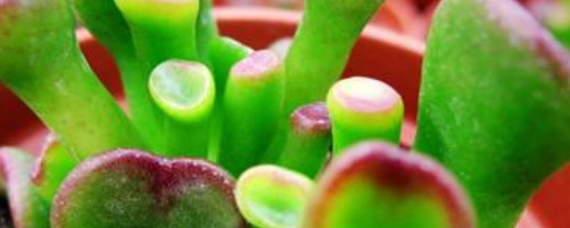 筒叶花月怎么换土（筒月花叶怎么养肥）