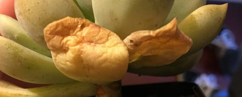 多肉叶子变软变皱（多肉叶子变软变皱怎么办）