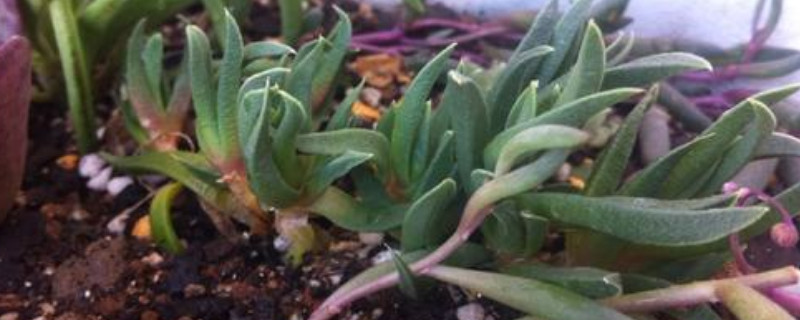 黄花照波的养殖方法 黄花照波用什么土种植