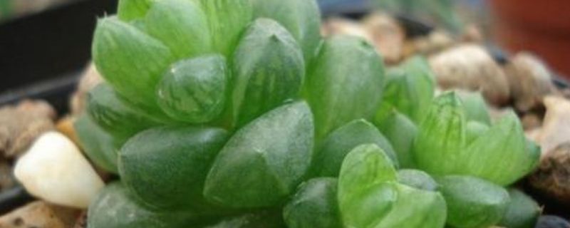 草玉露怎么种（草玉露怎么种植视频）