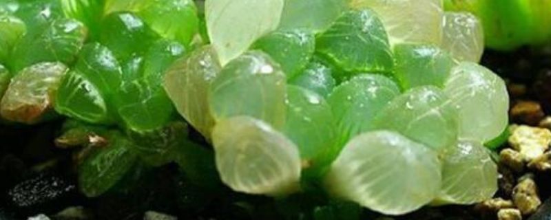 姬玉露冬天怎么浇水 姬玉露夏天怎么浇水