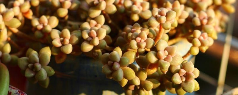 姬秋丽锦多肉怎么养 多肉丸叶姬秋丽怎么养