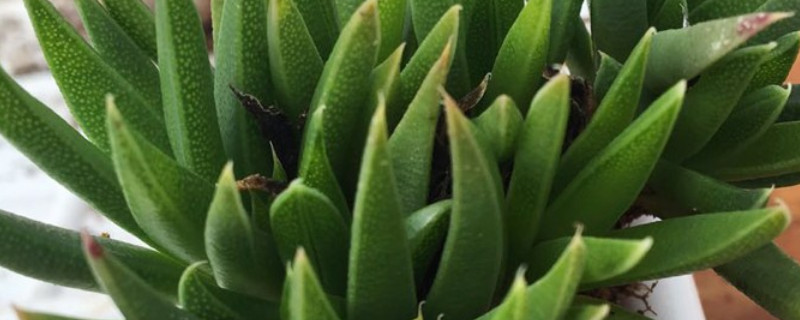 黄花照波怎么分株（黄花照波分株视频）