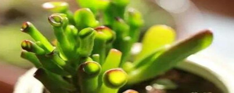 筒叶花月怎么浇水 筒月花叶怎么养肥