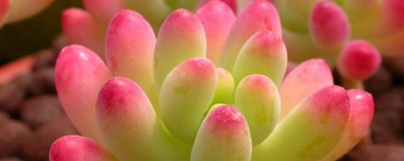 多肉植物所代表的花语 多肉植物所代表的花语蓝苹果