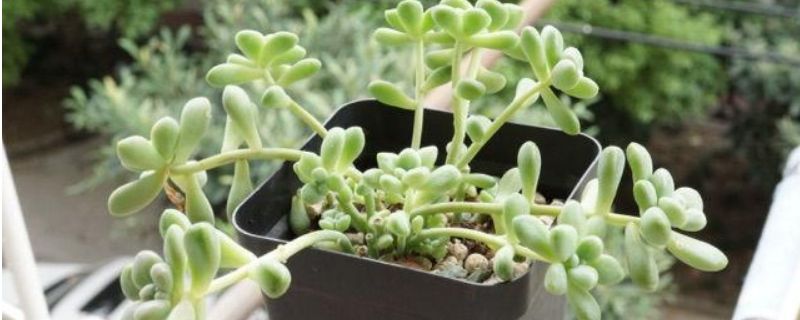 姬秋丽夏天怎么养（姬秋丽冬天怎么养）